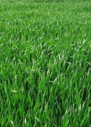 Райграс багаторічний насіння 1 кг