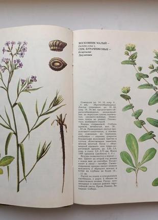 Сорные растения. фисюнов5 фото