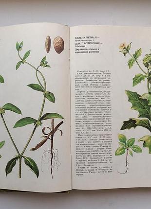 Сорные растения. фисюнов4 фото