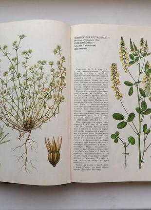 Сорные растения. фисюнов6 фото
