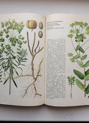 Сорные растения. фисюнов7 фото