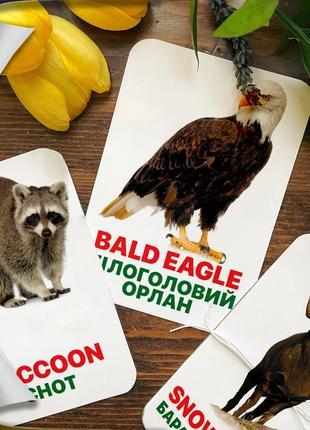 Дитячі навчальні картки домана ‘‘тварини північної америки’’ англійсько-українською мовою, у наборі 16 карток