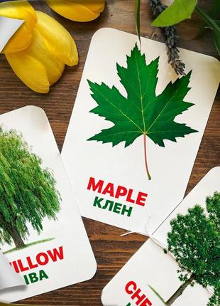 Дитячі навчальні картки домана ‘‘листя і дерева’’ англійсько-українською мовою, у наборі 24 карток