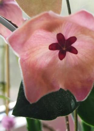 Хойя patella pink, хойя пателла пінк, вкорінений черенок