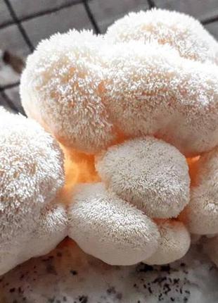 Lion's mane,  їжовик гребінчастий