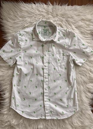 Сорочка для хлопчика в кактуси 🌵 на короткому рукаві