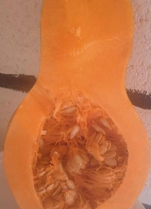 Тыква гитара семена