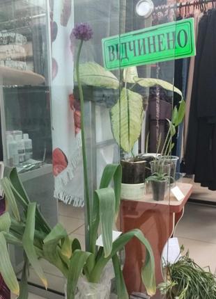 Чеснок декоративный алиум 2
