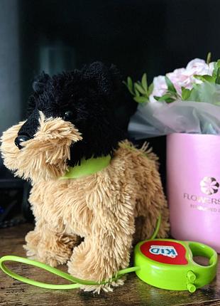 Собака на поводке