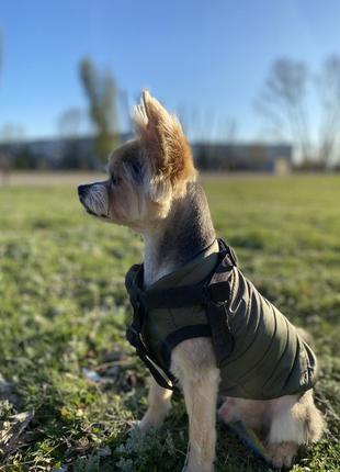 Жилет для домашнього улюбленця