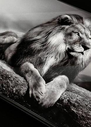 Нарды из стекла, лев, 61×27×5 см, арт. 250091