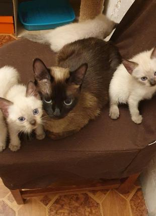 Тайские котята, мальчик