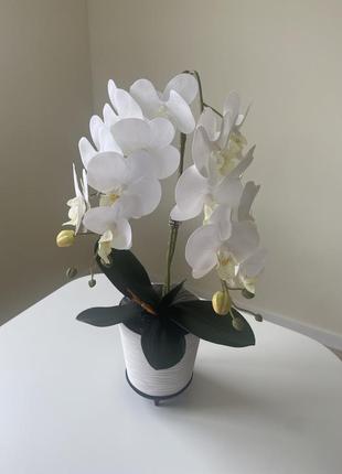 Орхідеї латесні2 фото
