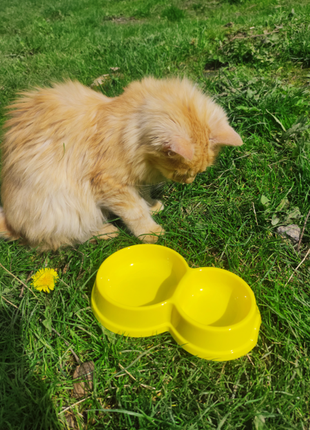 Двойная миска для воды и корма, котам и собакам