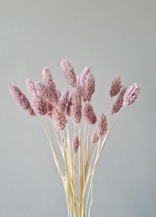 Фалярис сиреневого цвета 🩷💜