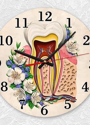 Годинник настінний :: зуб. анатомія1 фото