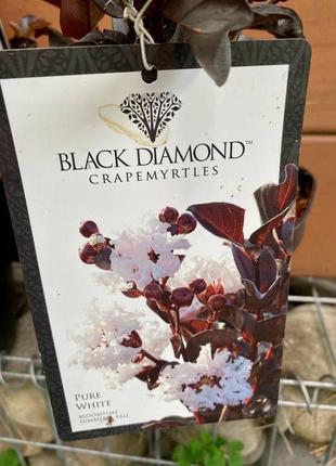Лагерстремія rovinsky garden black diamond pure white 19 30-40 см 2,5 л (rg579)2 фото
