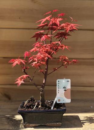 Японський клен rovinsky garden japanese maple bonsai atropurpureum 25-35 см rg010