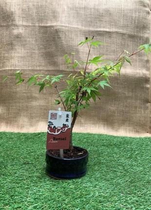 Японський клен rovinsky garden japanese maple bonsai atropurpureum 25-35 см rg0103 фото