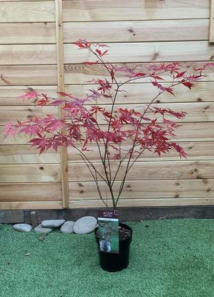 Японський клен rovinsky garden (japanese maple, acer palmatum) sumi nagashi, висота 1,3 - 1,5 м, об`єм горщику