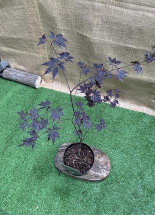 Японський клен rovinsky garden (japanese maple) special selection black lace 60-80 см (3 л) rg018