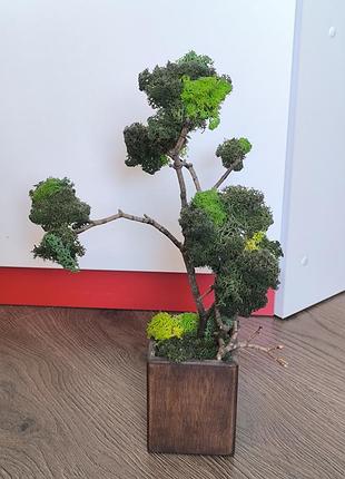 Декоративный элемент, стабилизированный мох