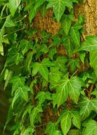 Плющ хедера зелёный florinda (лиана, hedera) 20 см (0.2 л)2 фото