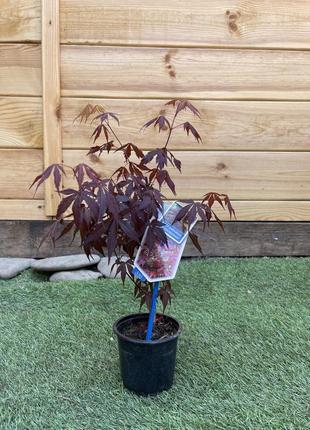 Японский клен rovinsky garden (japanese maple) atropurpureum 30-40 см (объем горшка 0,8 л) rg002