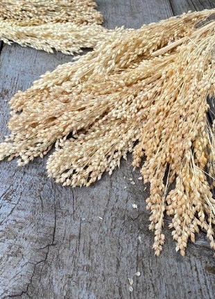 Просо вибілене 7 гілок в-45 см