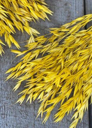 Овес жовтий, сухоцвіт 15 гілочок в вʼязанні, в-60 см