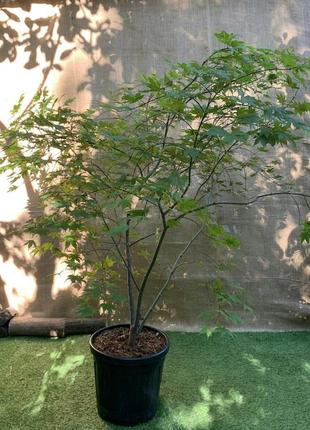 Великий японський клен rovinsky garden japanese maple, acer palmatum aka shigitatsu sawa, 2 м, об'єм горщика 25 л