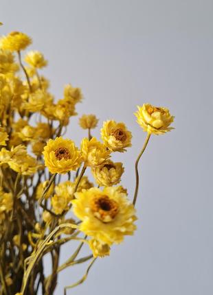 Аммобіум жовтий 💛