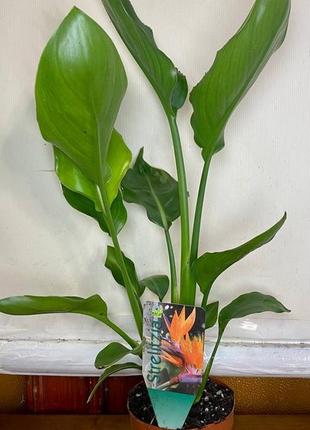 Райская птица️ cтрелиция королевская rovinsky garden strelitzia reginae 30-40 см 1 л2 фото