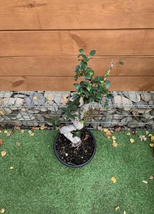Фікус бонсай rovinsky garden bonsai ficus, висота 80см, об`єм горщику 5л2 фото