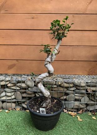 Фікус бонсай rovinsky garden bonsai ficus, висота 80см, об`єм горщику 5л1 фото