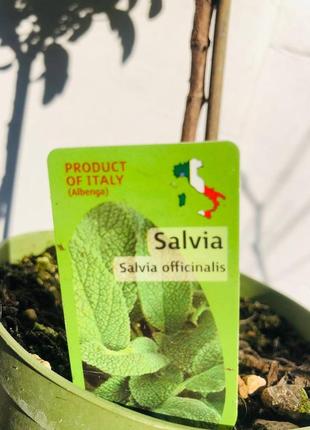 Шалфей rovinsky garden salvia officinalis на штамбе ⌀14 40-45 см4 фото