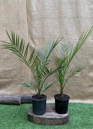 Финиковая канарская пальма florinda phoenix canariensis, высота 60-80см, объём горшка 1,5л (rg060)3 фото