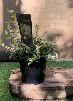 Бересклет форчуна арлекін rovinsky garden euonymus fortunei harlequin, висота 25 см, об'єм горщика 1 л4 фото