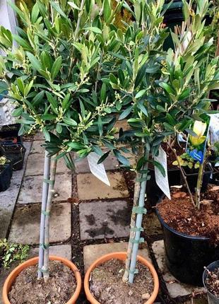 Оливковое дерево florinda olea europaea, 85-100 см, обьем горшка 6л2 фото