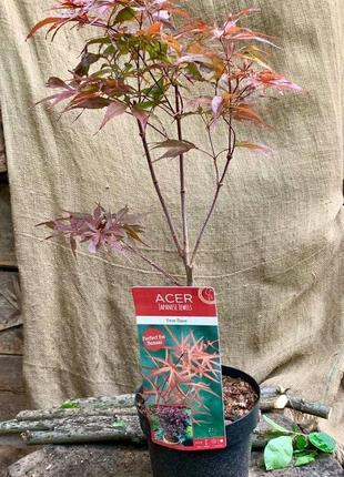 Японський клен rovinsky garden (japanese maple) peve dave perfect for bonsai 60-80 см (3 л)