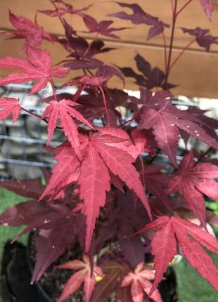 Японський клен rovinsky garden (japanese maple) atropurpureum 50-70 см (об'єм горщика 0.8 л) rg002-1