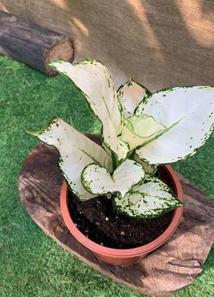 Аглаонема біла rovinsky garden aglaonema super white, висота 15-25 см, об'єм горщика 0,75 л5 фото