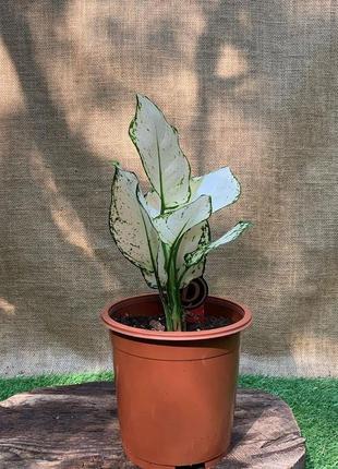 Аглаонема белая rovinsky garden aglaonema super white, высота 15-25см, объём горшка 0,75л4 фото