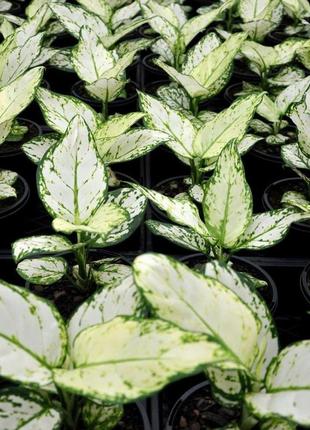 Аглаонема белая rovinsky garden aglaonema super white, высота 15-25см, объём горшка 0,75л1 фото