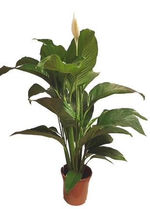 Спатифиллум сенсация florinda (spathiphyllum sensation), 2 растения в горшке, 130см, объем горшка 6л