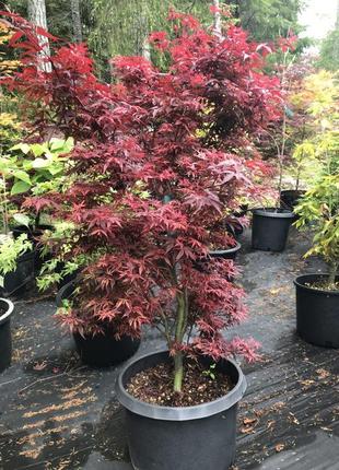 Японський клен rovinsky garden (japanese maple) shaina, 60-80 см, об'єм горщика 3 л (rg054)