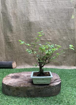 Бонсай бірючина florida ligustrum, керамічний горщик, висота 25-35 см (rg078)