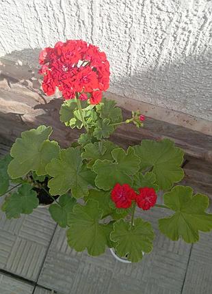 Пеларгонія розебудна квітуча герань