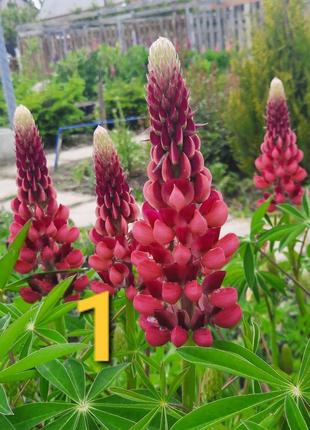 Люпини поділки кущики 9