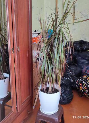 Драцена пальма растения 130 см. толщина 2 см. верх состоит из 3 отростков